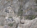 PN Quebrada del Condorito, Balcón Norte, condors i