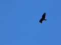 PN Quebrada del Condorito - Balcón Norte, condor 