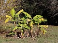 Paraná, Parque Bótanico Leandro N. Alem