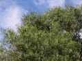 Paraná, Parque Bótanico Leandro N. Alem