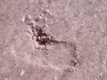 Salinas del Diamante, zoutmeer