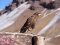 PP Aconcagua, aan uitzicht op Aconcagua