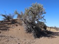 Reserva Prov. Telteca, wandeling Las Hormigas