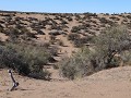 Reserva Prov. Telteca, wandeling Las Hormigas, het