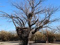 Reserva Provincial Telteca, grote vogelnesten in d