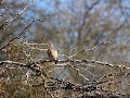 Reserva Provincial Telteca, vogels rondom de parkg