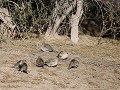 Reserva Provincial Telteca, vogels rondom de parkg