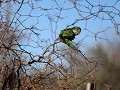Reserva Provincial Telteca, vogels rondom de parkg
