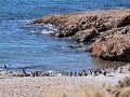 Cabo dos Bahías, kolonie Magelhaen pinguïns 