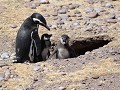Cabo dos Bahías, Magelhaen pinguïn met 2 kuikens