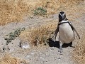 Cabo dos Bahías, Magelhaen pinguïn 