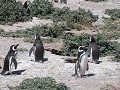 Cabo dos Bahías, kolonie Magelhaen pinguïns 