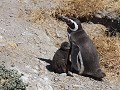 Cabo dos Bahías, Magelhaen pinguïn met kuiken