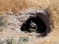 Cabo dos Bahías, Magelhaen pinguïn in een nest