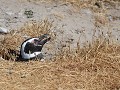 Cabo dos Bahías, Magelhaen pinguïn in een nest