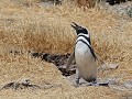 Cabo dos Bahías, Magelhaen pinguïn