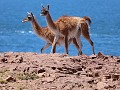 Cabo dos Bahías, guanacos tijdens wandeling naar d
