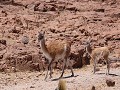 Cabo dos Bahías, guanaco met veulen tijdens wandel