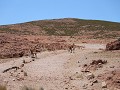 Cabo dos Bahías, 2 guanacos met veulens tijdens wa