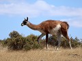 Cabo dos Bahías, guanaco tijdens wandeling naar de