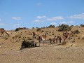 Cabo dos Bahías, groep guanacos tijdens rit naar u