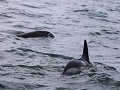 Puerto Deseado, Isla Pingüino, Peale dolfijnen spe