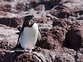 Puerto Deseado, Isla Pingüino, rockhopper pinguïn