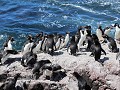Puerto Deseado, Isla Pingüino, kolonie rockhopper 