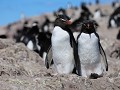 Puerto Deseado, Isla Pingüino, rockhopper pinguïns