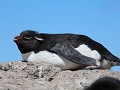 Puerto Deseado, Isla Pingüino, rockhopper pinguïn