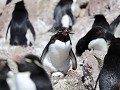 Puerto Deseado, Isla Pingüino, rockhopper pinguïn 