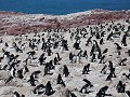 Puerto Deseado, Isla Pingüino, rockhopper pinguïns
