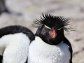 Puerto Deseado, Isla Pingüino, rockhopper pinguïn