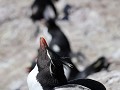 Puerto Deseado, Isla Pingüino, rockhopper pinguïn