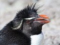Puerto Deseado, Isla Pingüino, rockhopper pinguïn
