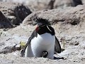 Puerto Deseado, Isla Pingüino, rockhopper pinguïn 