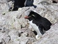 Puerto Deseado, Isla Pingüino, rockhopper pinguïn 