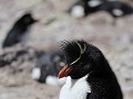 Puerto Deseado, Isla Pingüino, rockhopper pinguïn