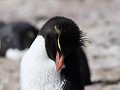 Puerto Deseado, Isla Pingüino, rockhopper pinguïn