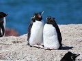 Puerto Deseado, Isla Pingüino, rockhopper pinguïns