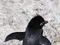 Puerto Deseado, Isla Pingüino, rockhopper pinguïn