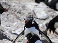 Puerto Deseado, Isla Pingüino, rockhopper pinguïns