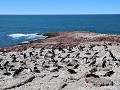 Puerto Deseado, Isla Pingüino, kolonie rockhopper 
