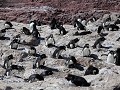 Puerto Deseado, Isla Pingüino, rockhopper pinguïns