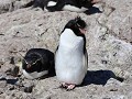 Puerto Deseado, Isla Pingüino, rockhopper pinguïns