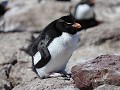 Puerto Deseado, Isla Pingüino, rockhopper pinguïn