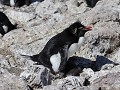 Puerto Deseado, Isla Pingüino, rockhopper pinguïn 