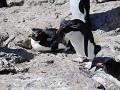 Puerto Deseado, Isla Pingüino, rockhopper pinguïns