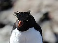 Puerto Deseado, Isla Pingüino, rockhopper pinguïn