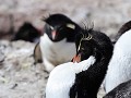 Puerto Deseado, Isla Pingüino, rockhopper pinguïn